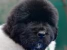 Sent Djons Elbrus (Rezerv)