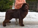 Brown Velvet Buddy von den Schwarzwald Baren (Germ