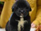 male C dark blue