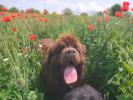 Brown Velvet Buddy von den Schwarzwald Baren (Germ