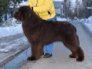 Brown Velvet Buddy von den Schwarzwald Baren (Germ