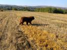 Brown Velvet Buddy von den Schwarzwald Baren (Germ