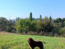 Brown Velvet Buddy von den Schwarzwald Baren (Germ