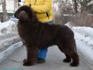 Brown Velvet Buddy von den Schwarzwald Baren (Germ