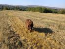 Brown Velvet Buddy von den Schwarzwald Baren (Germ