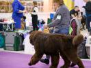 Brown Velvet Buddy von den Schwarzwald Baren (Germ