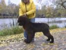 Brown Velvet Buddy von den Schwarzwald Baren (Germ