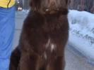 Brown Velvet Buddy von den Schwarzwald Baren (Germ