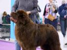 Brown Velvet Buddy von den Schwarzwald Baren (Germ