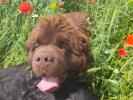 Brown Velvet Buddy von den Schwarzwald Baren (Germ
