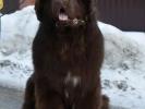 Brown Velvet Buddy von den Schwarzwald Baren (Germ