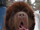 Brown Velvet Buddy von den Schwarzwald Baren (Germ