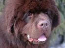 Brown Velvet Buddy von den Schwarzwald Baren (Germ