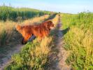 Brown Velvet Buddy von den Schwarzwald Baren (Germ