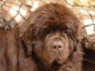Brown Velvet Buddy von den Schwarzwald Baren (Germ