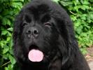 Plushevaya Panda Yu Kiss Me Sent Djons