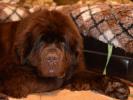 Brown Velvet Buddy von den Schwarzwald Baren (Germ