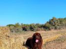 Brown Velvet Buddy von den Schwarzwald Baren (Germ
