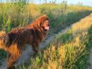 Brown Velvet Buddy von den Schwarzwald Baren (Germ