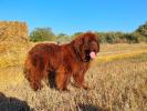 Brown Velvet Buddy von den Schwarzwald Baren (Germ