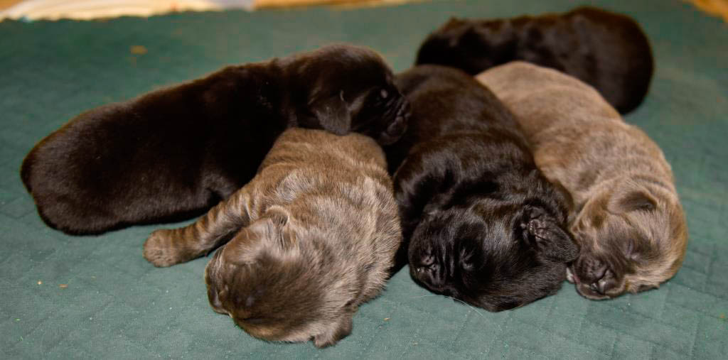 ����� ������������