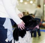 International Dog Show CACIB- FCI Eurasia-1