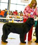    -  - 2007. Regional Dogshow Delta - Pal - 2007