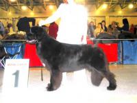   CACIB (-1-2)