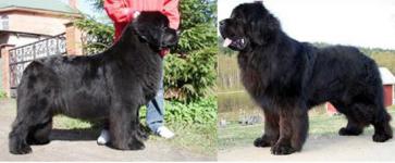 OUR LETTER!  ! Ch.Rus,Grand, Ch.Klub, SENT DJON'S DORA  CH. FIN. KLOOFBEAR'S LAURY TORN BERNOBAN (imp. USA)!