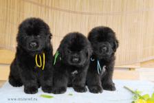 � ��������� �������� �����! ����� ���������� � 6 ������!  New puppies in our kennel!