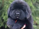 female red